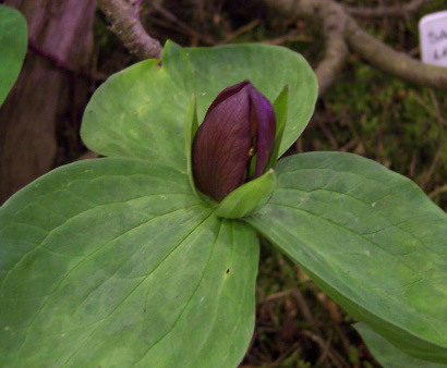 Trillium sessile 